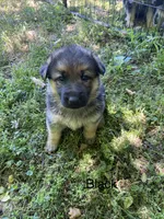 Bella, a female German Shepherd Dog for sale in Lawrenceburg, TN – Photo 2 of 3