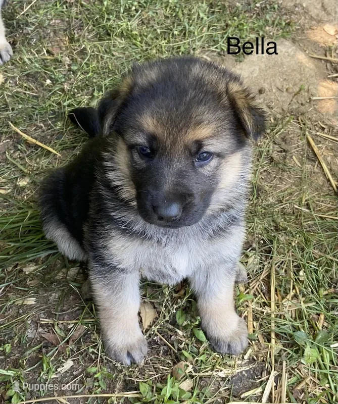 Bella – German Shepherd Dog puppy for sale in Lawrenceburg, TN