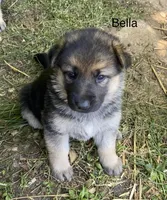 Bella, a female German Shepherd Dog for sale in Lawrenceburg, TN – Photo 1 of 3