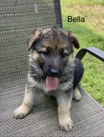 Bella, a female German Shepherd Dog for sale in Lawrenceburg, TN – 5 of 7