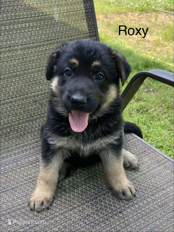 Roxy – German Shepherd Dog puppy for sale in Lawrenceburg, TN