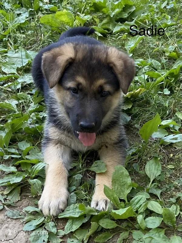 Sadie  – German Shepherd Dog puppy for sale in Lawrenceburg, TN