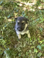 Luna , a female German Shepherd Dog for sale in Lawrenceburg, TN – Photo 2 of 4