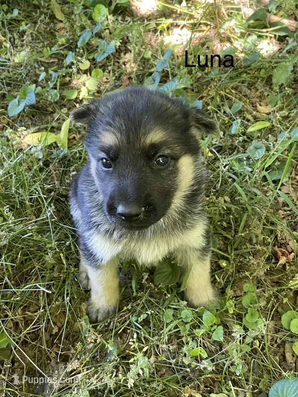 Luna  – German Shepherd Dog puppy for sale in Lawrenceburg, TN