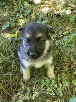 Luna , a female German Shepherd Dog for sale in Lawrenceburg, TN – Photo 1 of 4