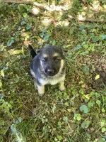 Luna , a female German Shepherd Dog for sale in Lawrenceburg, TN – Photo 3 of 4