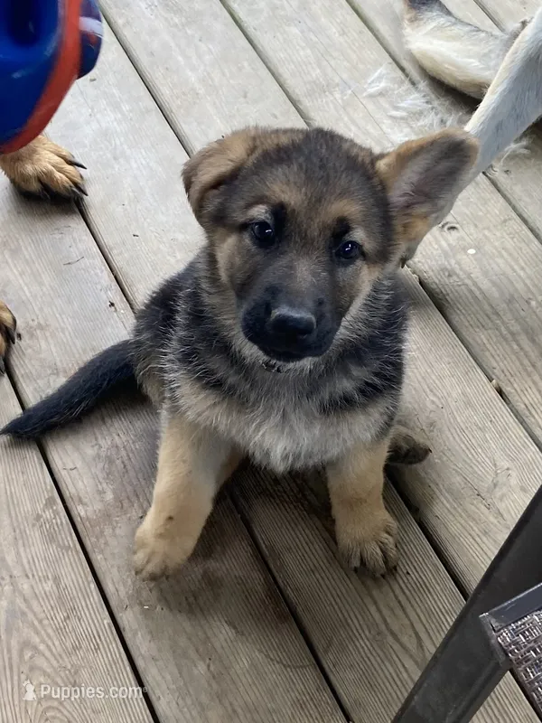 Bella – German Shepherd Dog puppy for sale in Lawrenceburg, TN