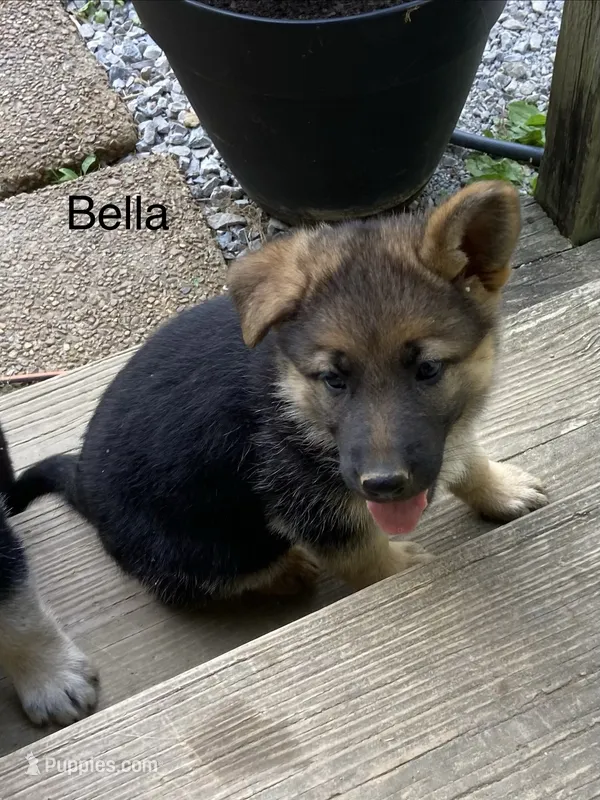 Bella – German Shepherd Dog puppy for sale in Lawrenceburg, TN