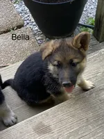 Bella, a female German Shepherd Dog for sale in Lawrenceburg, TN – 2 of 7