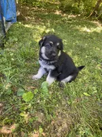 Thor, a male German Shepherd Dog for sale in Lawrenceburg, TN – Photo 2 of 4