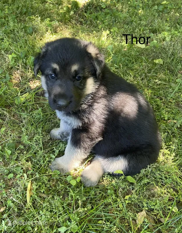 Thor – German Shepherd Dog puppy for sale in Lawrenceburg, TN