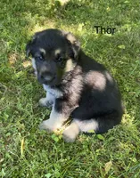 Thor, a male German Shepherd Dog for sale in Lawrenceburg, TN – Photo 1 of 4