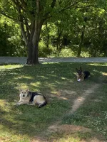 Thor, a male German Shepherd Dog for sale in Lawrenceburg, TN – Photo 4 of 4