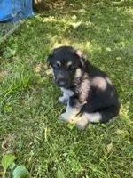 Thor, a male German Shepherd Dog for sale in Lawrenceburg, TN – Photo 3 of 4