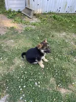 Bella, a female German Shepherd Dog for sale in Lawrenceburg, TN – 4 of 7