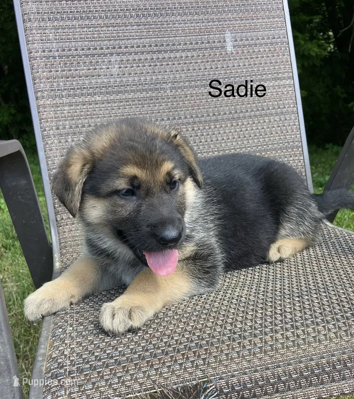 Sadie  – German Shepherd Dog puppy for sale in Lawrenceburg, TN