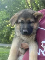 Bella, a female German Shepherd Dog for sale in Lawrenceburg, TN – 3 of 7