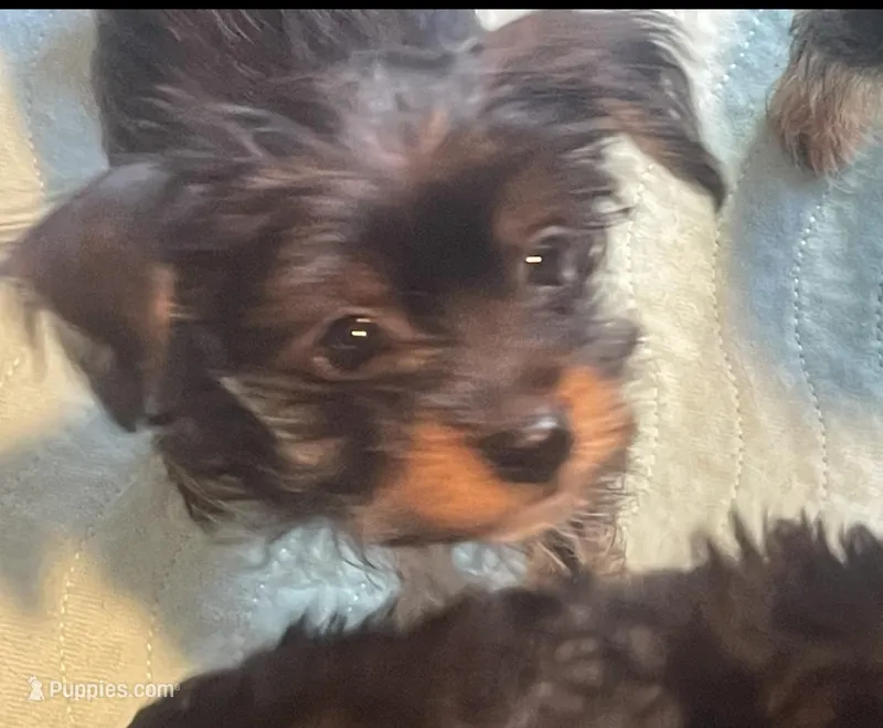 Moose – Yorkshire Terrier puppy for sale in Apollo Beach, FL