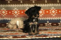 Moose, a male Yorkshire Terrier for sale in Apollo Beach, FL – Photo 3 of 3