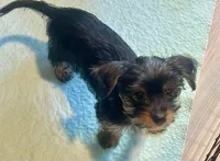 Moose, a male Yorkshire Terrier for sale in Apollo Beach, FL – Photo 1 of 3