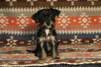 Moose, a male Yorkshire Terrier for sale in Apollo Beach, FL – Photo 2 of 3