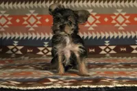 Judith, a female Yorkshire Terrier for sale in Apollo Beach, FL – Photo 1 of 3