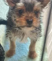 Judith, a female Yorkshire Terrier for sale in Apollo Beach, FL – Photo 2 of 3