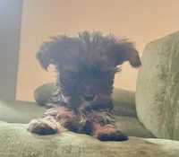 Minnie, a female Yorkshire Terrier for sale in Apollo Beach, FL – Photo 2 of 3