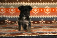 Minnie, a female Yorkshire Terrier for sale in Apollo Beach, FL – Photo 3 of 3