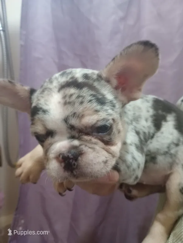 black&tan Merle AKC – French Bulldog puppy for sale in Lancaster, CA