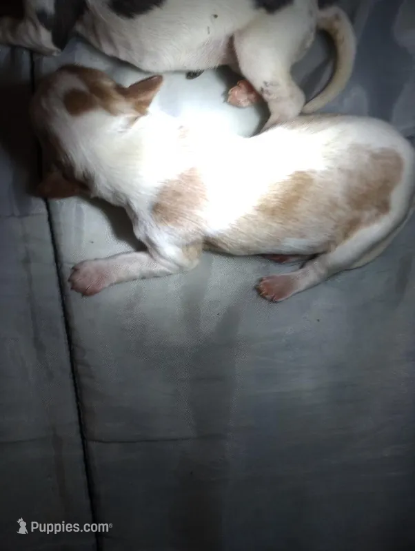 Red Merle Girl – Cavalier King Charles Spaniel puppy for sale in Lancaster, CA
