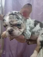 black&tan Merle AKC, a female French Bulldog for sale in Lancaster, CA – 2 of 2
