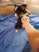 Fluffy AKC, a male Cardigan Welsh Corgi for sale in Lancaster, CA – Photo 6 of 6