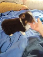 Fluffy AKC, a male Cardigan Welsh Corgi for sale in Lancaster, CA – Photo 4 of 6