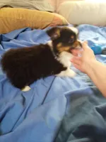 Fluffy AKC, a male Cardigan Welsh Corgi for sale in Lancaster, CA – Photo 3 of 6