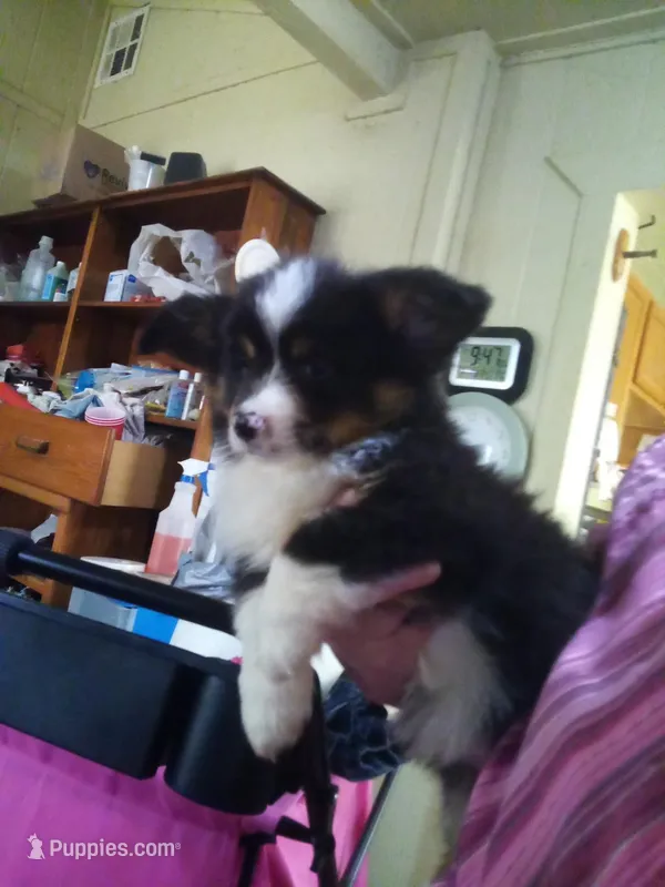 Fluffy AKC, a male Cardigan Welsh Corgi for sale in Lancaster, CA – Photo 1 of 6