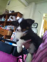 Fluffy AKC, a male Cardigan Welsh Corgi for sale in Lancaster, CA – Photo 1 of 6