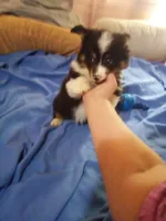 Fluffy AKC, a male Cardigan Welsh Corgi for sale in Lancaster, CA – Photo 5 of 6