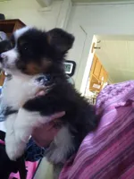 Fluffy AKC, a male Cardigan Welsh Corgi for sale in Lancaster, CA – Photo 2 of 6