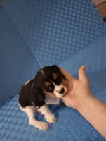 small AKC boy, a male Cavalier King Charles Spaniel for sale in Lancaster, CA – Photo 1 of 3