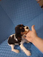 small AKC boy, a male Cavalier King Charles Spaniel for sale in Lancaster, CA – Photo 2 of 3