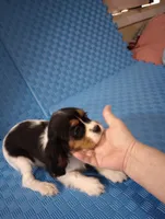 small AKC boy, a male Cavalier King Charles Spaniel for sale in Lancaster, CA – Photo 3 of 3