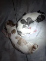 Red Merle Girl, a female Cavalier King Charles Spaniel for sale in Lancaster, CA – 3 of 4