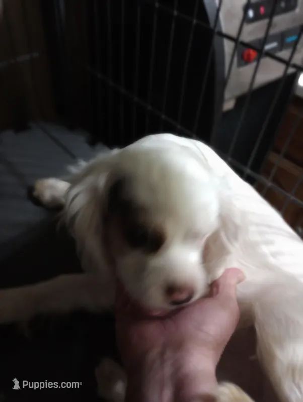 Ghost boy – Cavalier King Charles Spaniel puppy for sale in Lancaster, CA