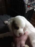 Ghost boy, a male Cavalier King Charles Spaniel for sale in Lancaster, CA – Photo 1 of 4