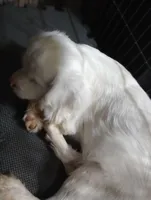 Ghost boy, a male Cavalier King Charles Spaniel for sale in Lancaster, CA – Photo 4 of 4