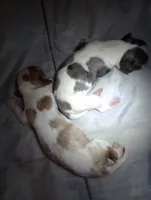 Red Merle Girl, a female Cavalier King Charles Spaniel for sale in Lancaster, CA – 2 of 4