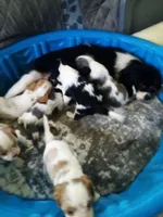 Boy pup, a male Cavalier King Charles Spaniel for sale in Lancaster, CA – Photo 2 of 3