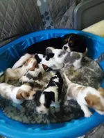 Boy pup, a male Cavalier King Charles Spaniel for sale in Lancaster, CA – Photo 3 of 3