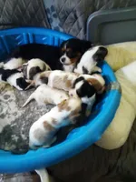 Boy pup, a male Cavalier King Charles Spaniel for sale in Lancaster, CA – Photo 1 of 3